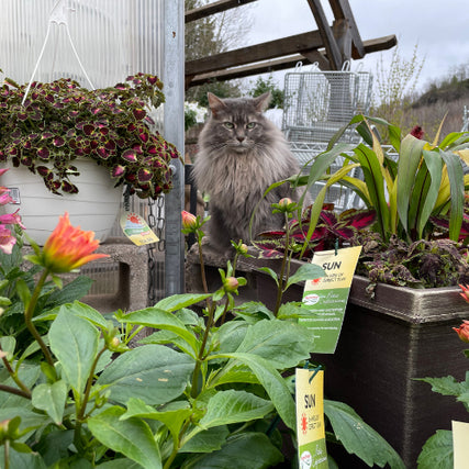Garden SuppliesA garden center at Stoffel's Country Store with a long haired gray cat sitting between the plants
