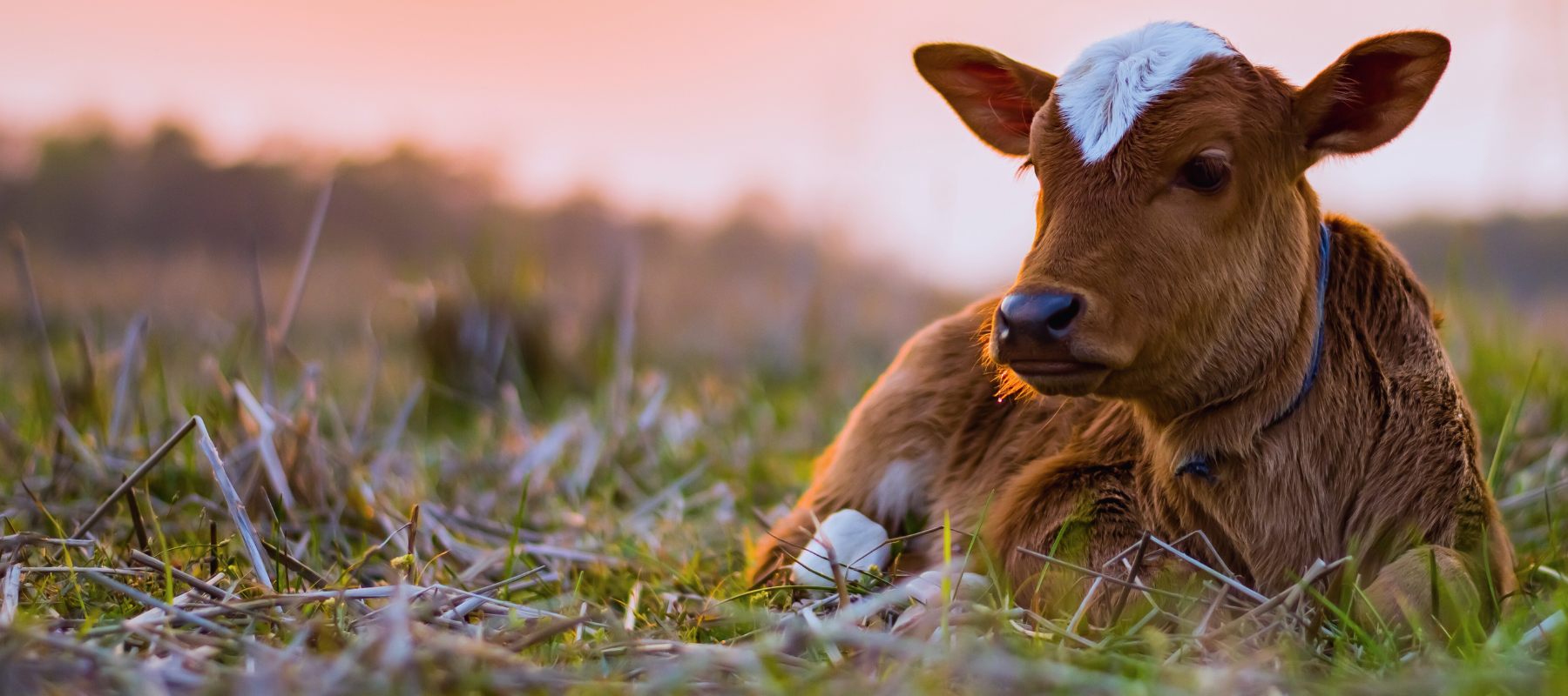 A baby calf laying down in a pasture at sunset