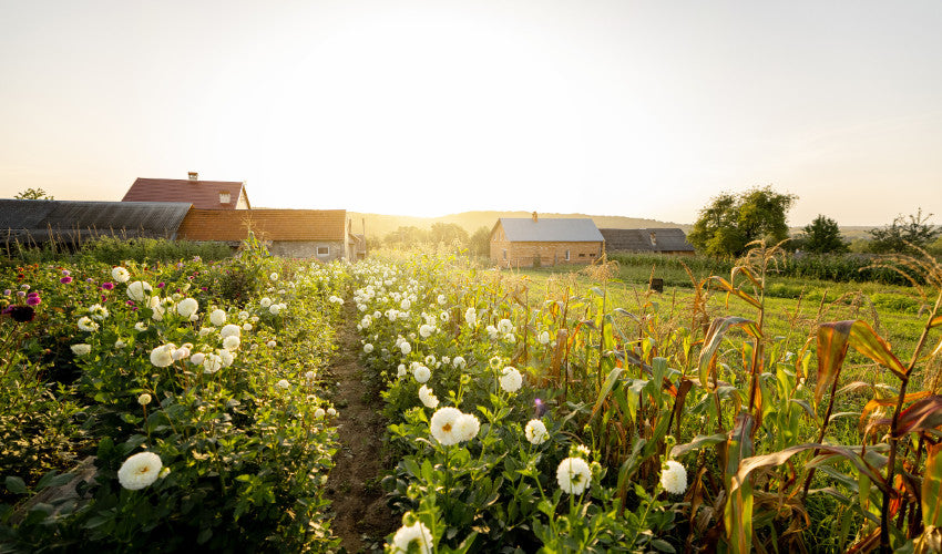 Farm During Spring Spring on the Farm: Essential Tips to Prepare Your Land, Crops, and Li