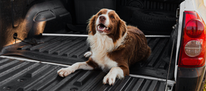 A dog laying in a truck bed