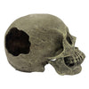 Komodo Human Skull Full