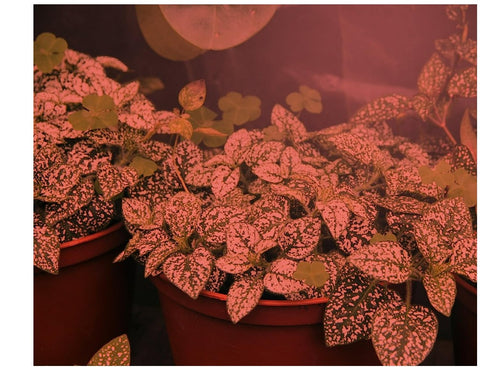 Miracle LED Greenhouse In a Box - Ultra Grow 4-Socket LED Grow Light Kit