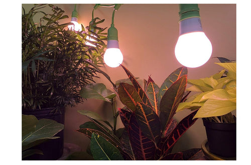 Miracle LED Greenhouse In a Box - Ultra Grow 4-Socket LED Grow Light Kit