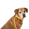 Remington Orange Dog Collar