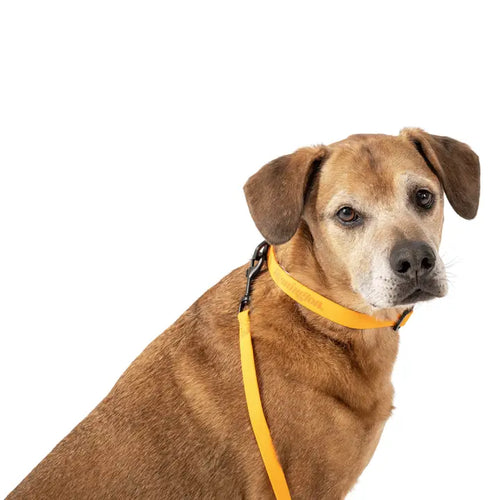 Remington Orange Dog Collar